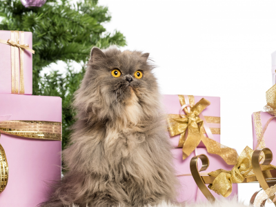кот, подарки