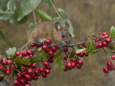 ягоды, мышка