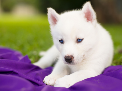 Сибирский хаски, щенок, белый, голубые глаза