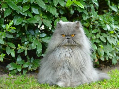 персидский кот, перс, кот, пушистый, важный, кусты