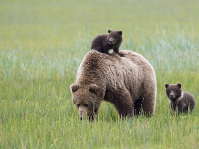lake clark national park, аляска, alaska, медведи, медведица