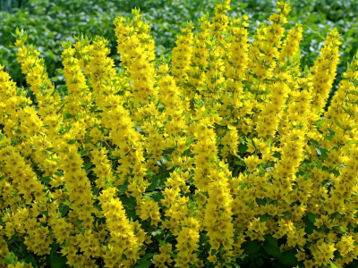 Вербейники, жёлтые, цветы