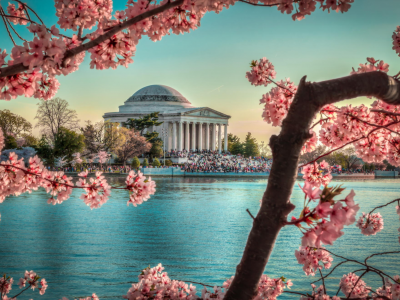 jeffersonmemorial, landscape, monument, sunset, tidalbasin, tree, washington, washington dc, water, здание, весна, цветы, вишня