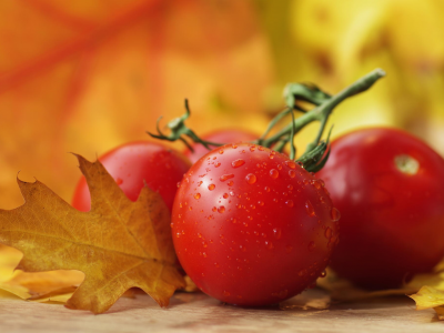овощи, осень, помидоры, макро