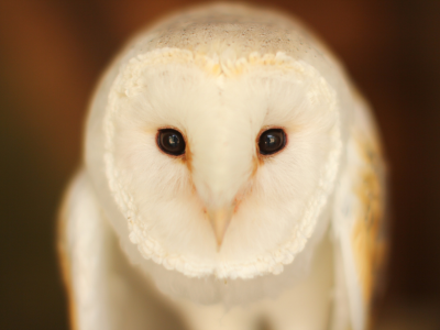 Barn Owl, птица, сова, взгляд