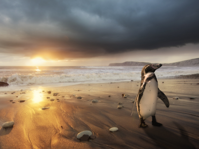 пингвин, пляж, океан, побережье, рассвет