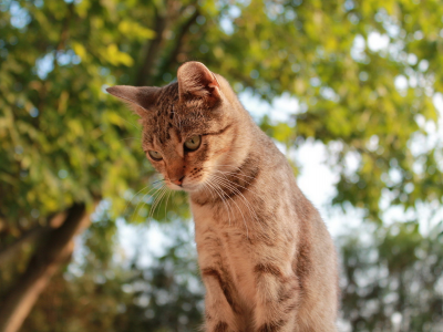 дерево. зелень, рыжий, смотрит, кот