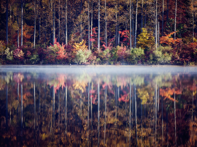 осень, отражение, кусты, деревья, озеро, лес
