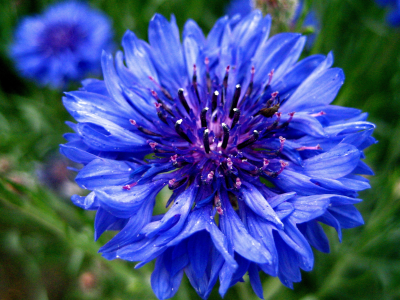 синий, цветок, cornflower, василек, голубой, centaurea, васильки