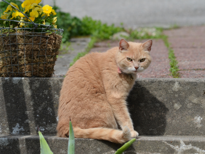 цветы, кот, взгляд, корзина, рыжий, ступени