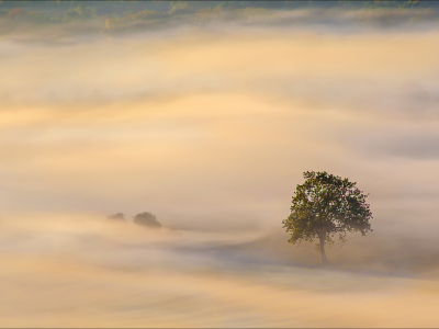 утро, туман, дерево, деревья