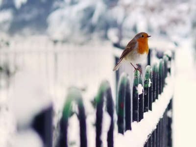 снег, забор, зима, птица