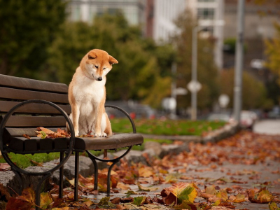 осень, листья, скамья, собака