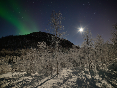 снег, звезды, норвегия, горы, ночь, лес, деревья, зима