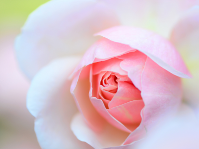 роза, нежность, макро, цветок, лепестки, розовая