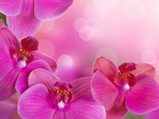 phalaenopsis, bright, pink, цветы, orchid, flowers, tenderness, petals, beauty, branch