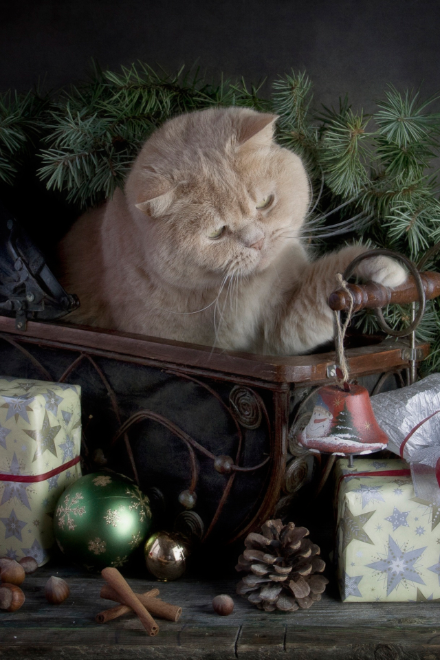 Merry Christmas, с праздником, кошка, подарки