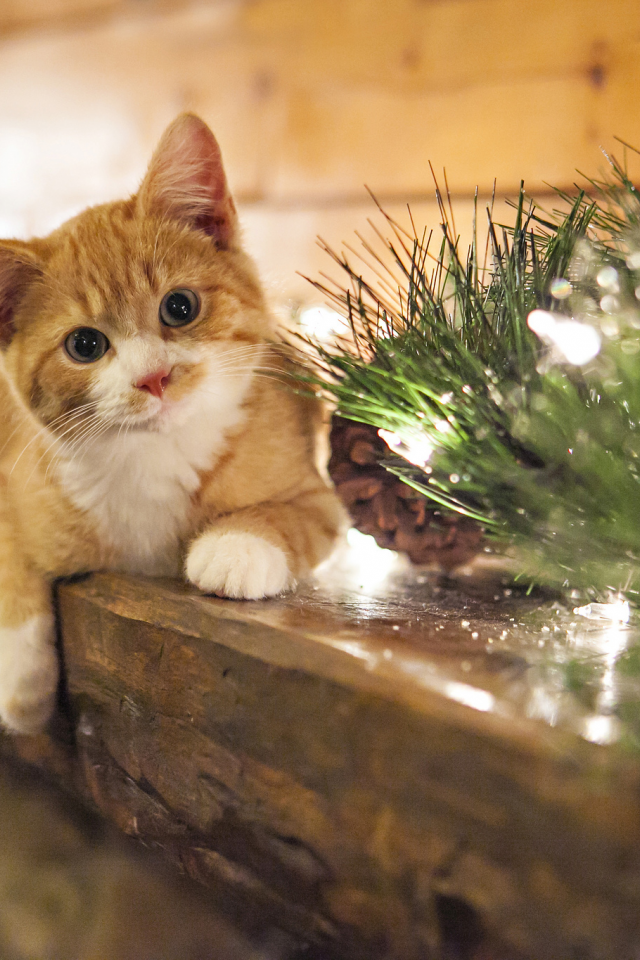 kitten, christmas, view, smile