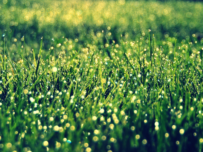 трава, фон, макро, солнце, боке, растительность, зелень
