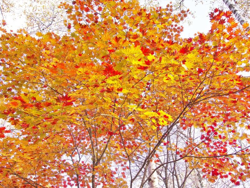 осень, дерево