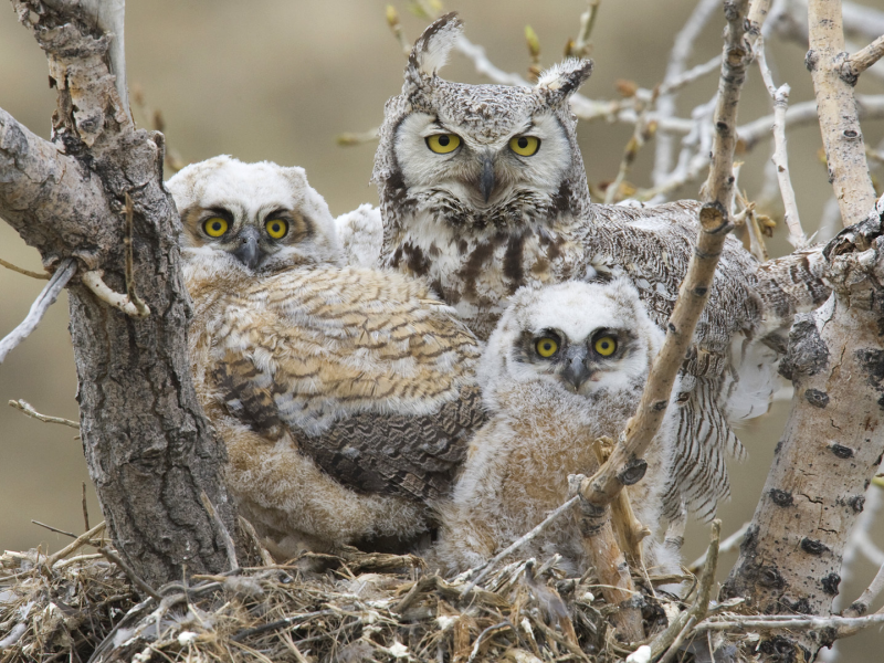 great horned owl, Большая рогатая сова, птицы, птенцы, гнездо