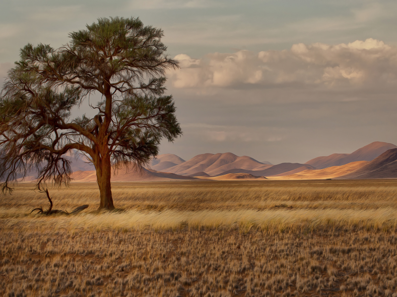 Намибия, Африка, саванна, трава, деревья, горы