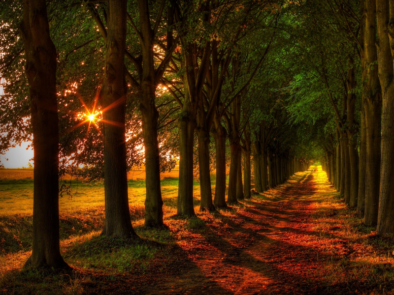 road, path, field, colorful, forest, nature, fall, walk, autumn, leaves, colors, trees