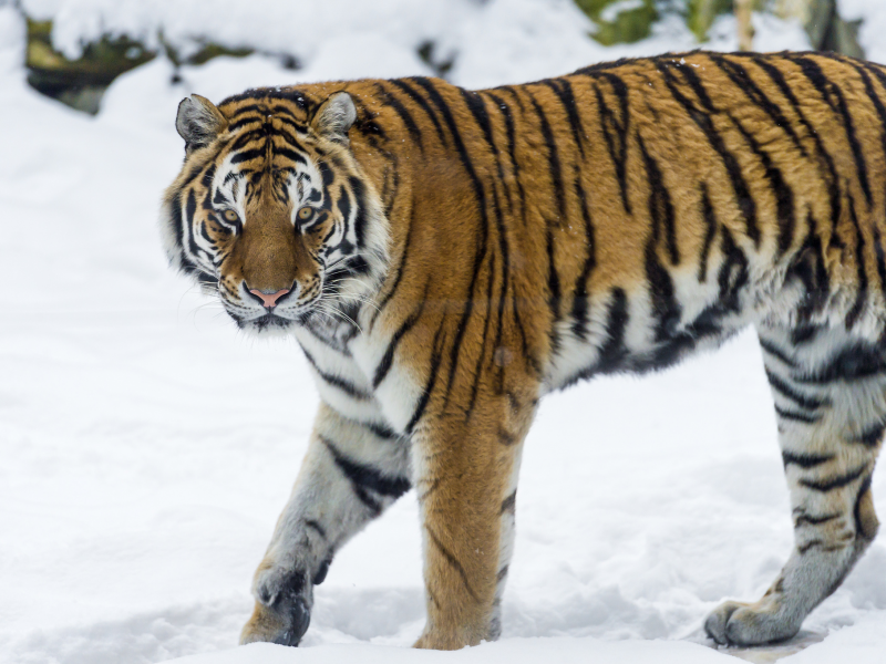хищник, кошка, зима, снег, амурский тигр, тигр