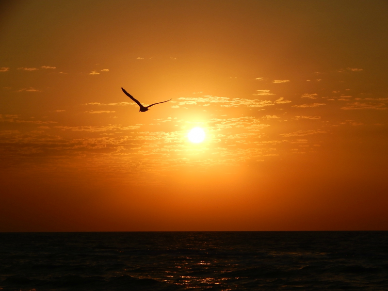 утро, солнце, море, чайка