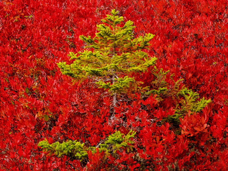 лес, сосна, деревья, осень