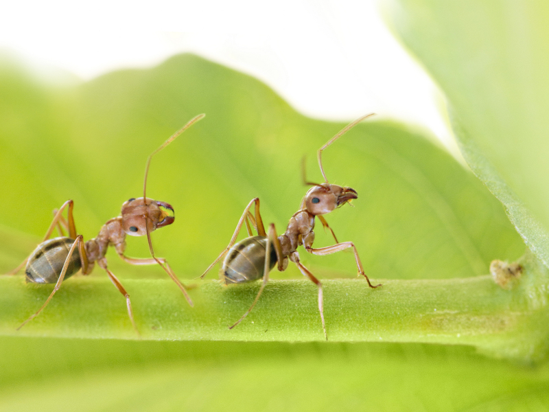 лист, муравьи