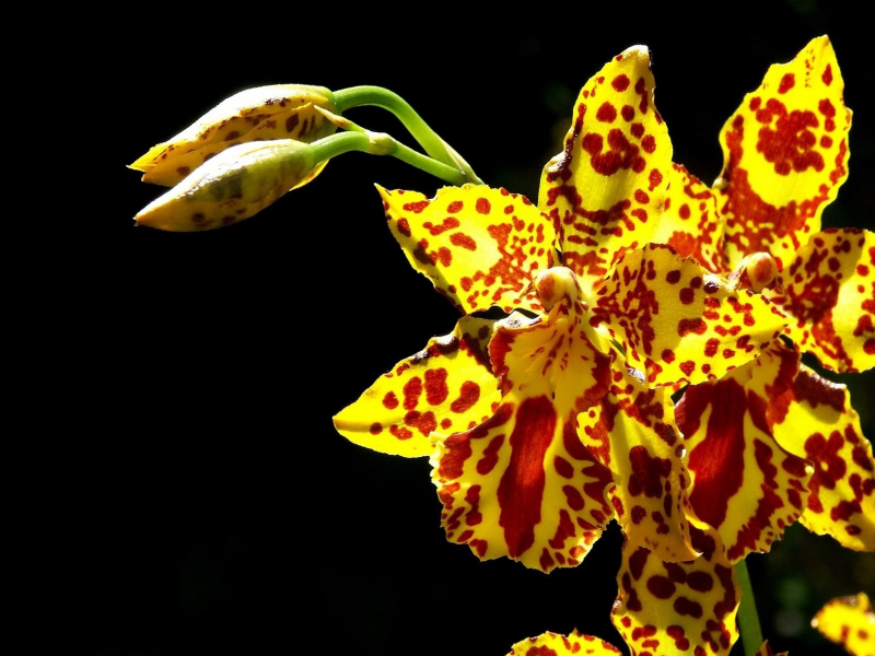 орхидеи, жёлтые, фон