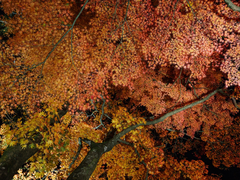 листья, дерево, осень