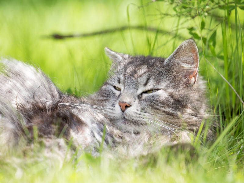 кот, кошак, котяра, лежит, травка