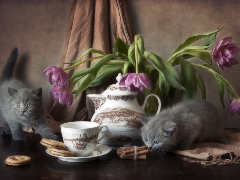 котята, стол, печенье, цветы