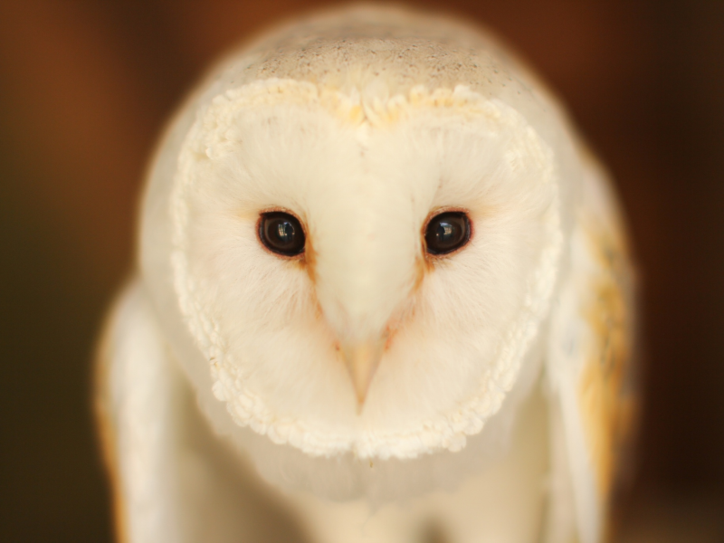 Barn Owl, птица, сова, взгляд