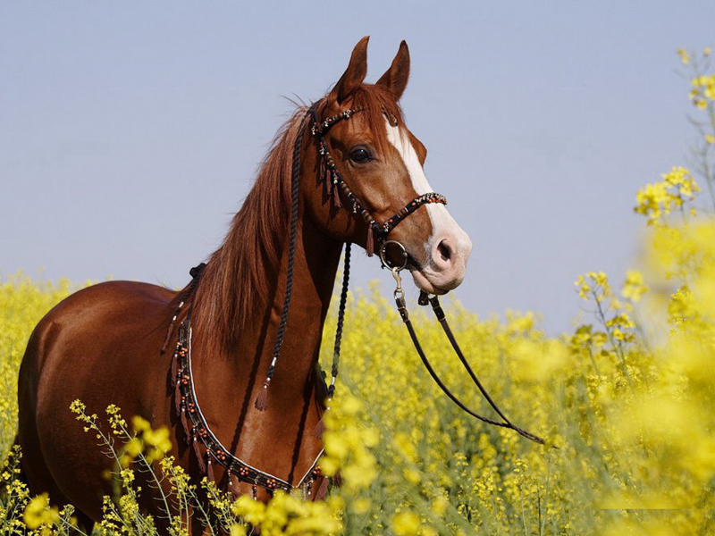 лошадь, поле, трава
