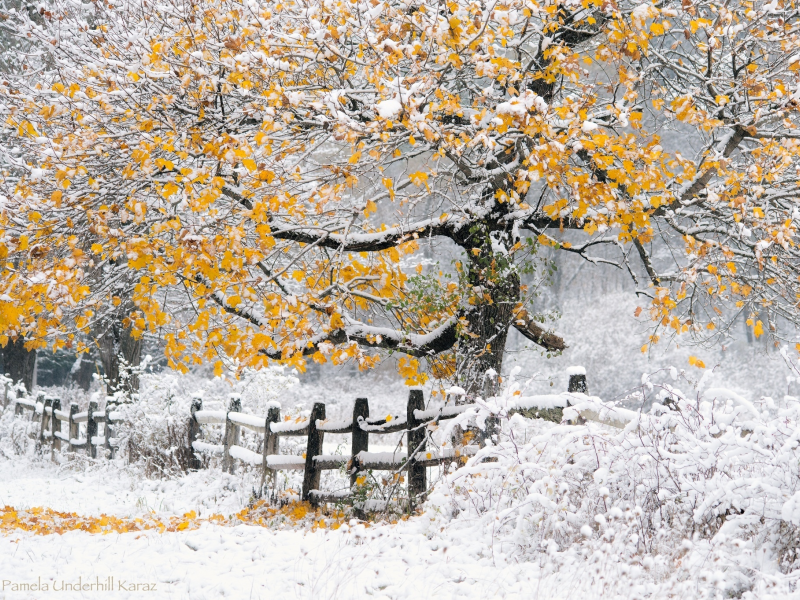 дерево, осень, снег