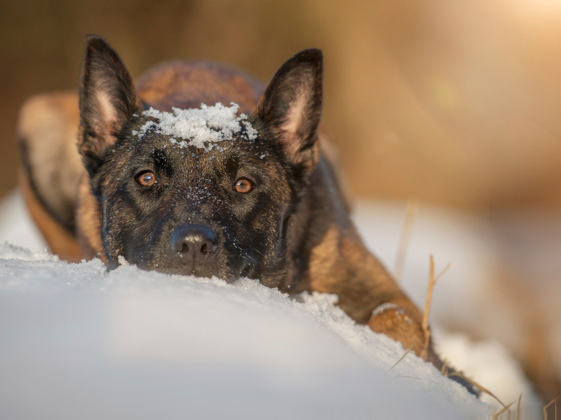 снег, собака, взгляд