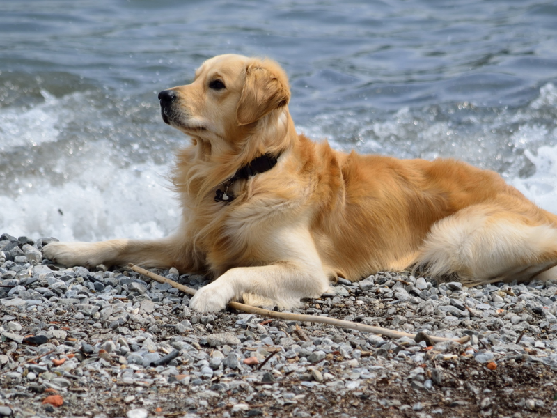 море, друг, собака