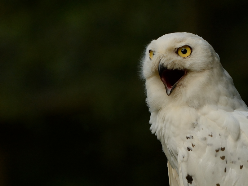 полярная сова, белая сова, snowy owl