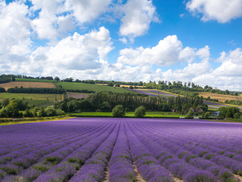 шорхэм, кент, castle farm, поля, англия, shoreham, kent, england