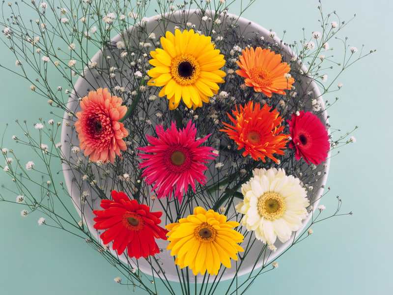 тарелка, цветы, лепестки