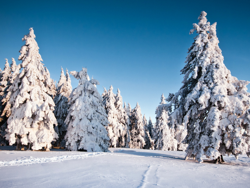 природа, елки, фон, ель, trees, деревья, снег, зима, winter, snow