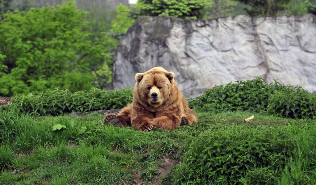 bear, brown, grass, wild