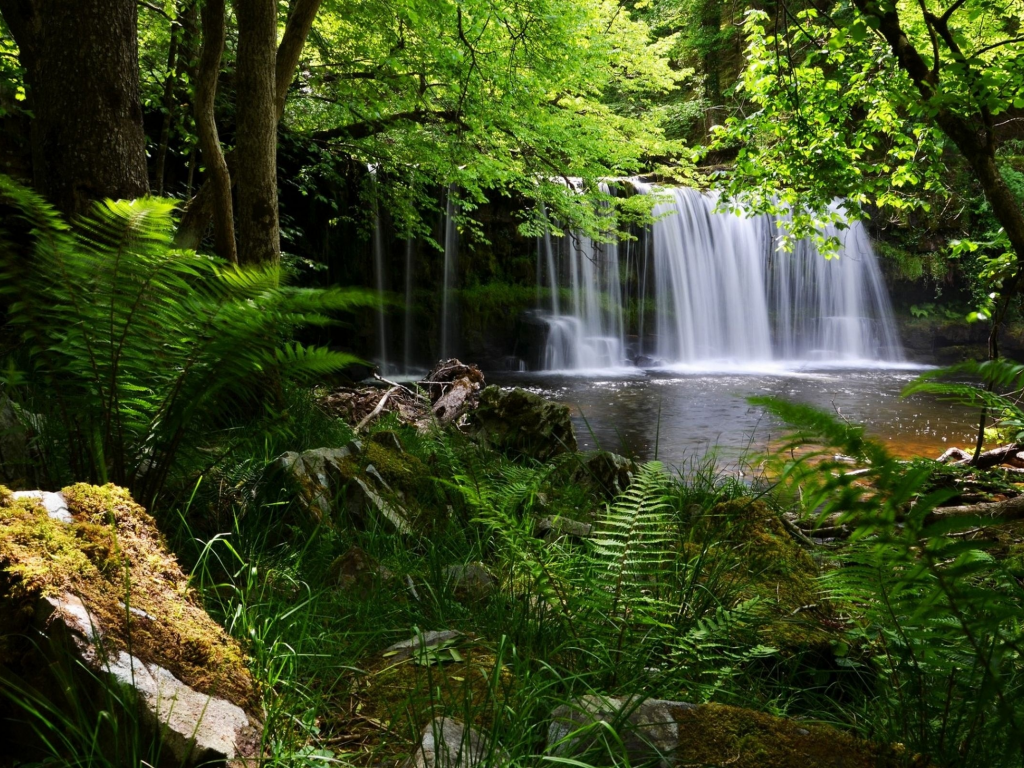 National Park, Англия, водопад, лес, папоротни