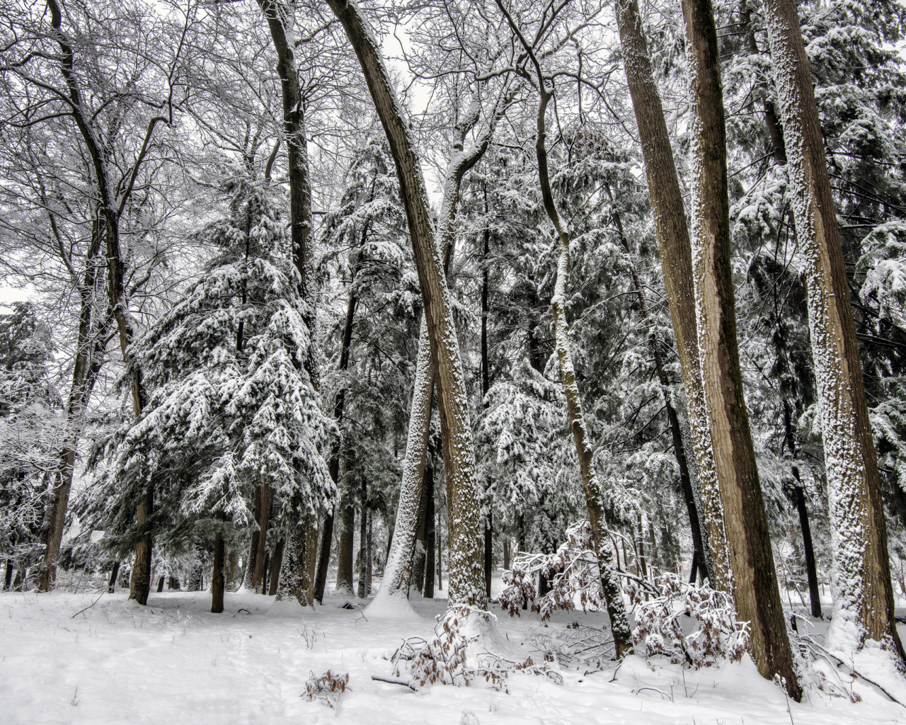 елки, деревья, зима, снег, лес