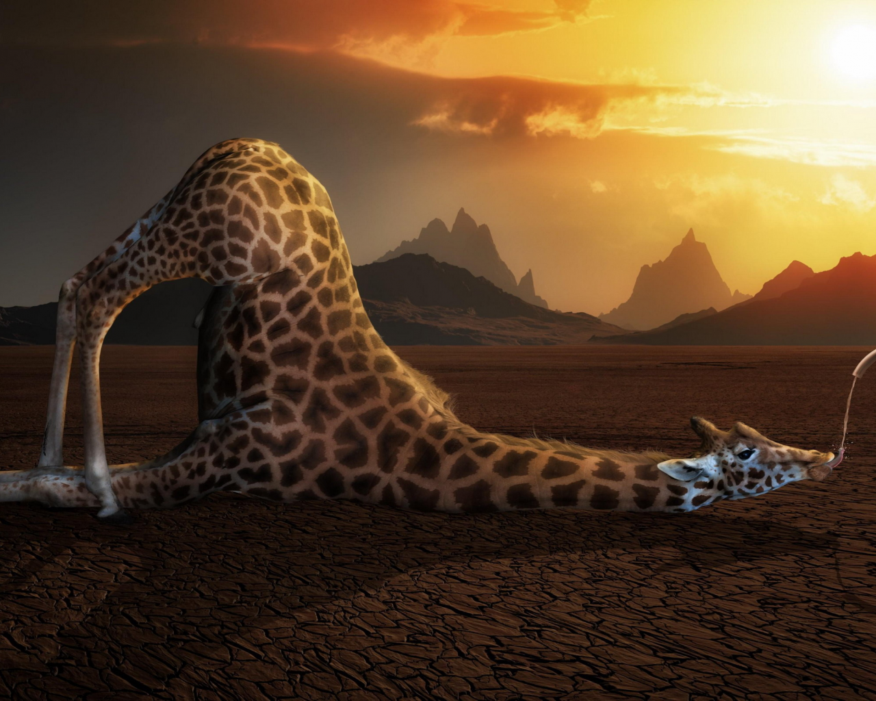 Жираф в пустыне, не дай себе засохнуть, юмор