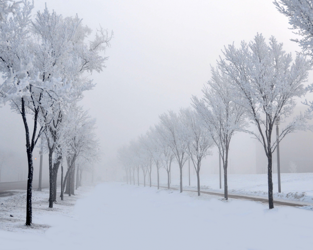 природа, деревья, аллея, снег, зима, туман, дорога