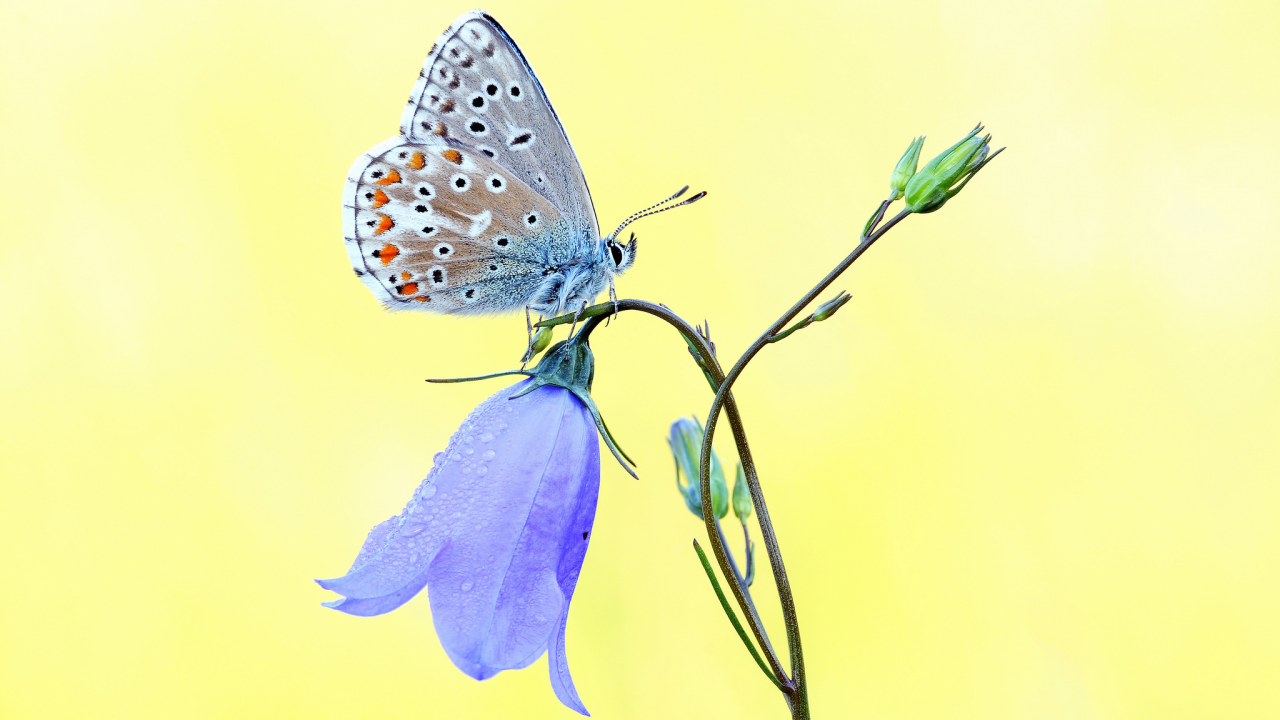 желтый фон, колокольчик, цветок, бабочка, голубой